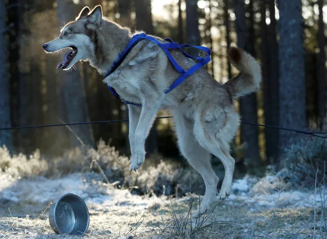 A husky is tethered before a training run for this weekend's annual Aviemore Sled Dog Rally, Feshiebridge, Scotland, Britain on January 23, 2019. (Photo by Russell Cheyne/Reuters)