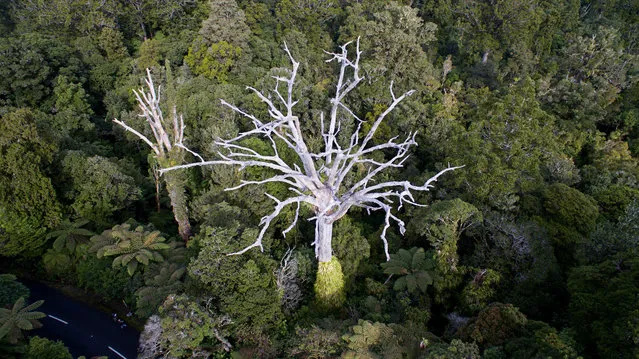 A native Kauri tree seen in a Northland forest, New Zealand on January 15, 2020. A battle is on to save the nation’s most iconic tree as a plant-killing disease sweeps the country’s forests. (Photo by New Zealand Ministry For Primary Industries/AAP)