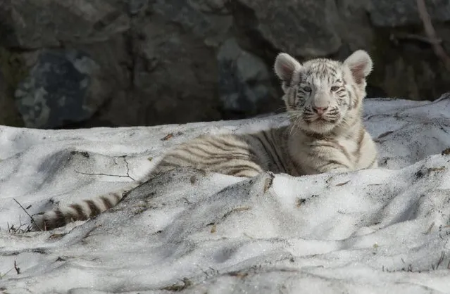 A white Bengal tiger cub lies in snow in a zoo in the Siberian city of Novosibirsk, about 2,800 kilometers (1,750 miles) east of Moscow, Russia, Tuesday, April 21, 2015. (Photo by Ilnar Salakhiev/AP Photo)