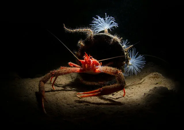 British Waters Macro winner. Beauty in the Mud by Arthur Kingdon (UK) in Loch Duich, Scotland, UK. “Easter 2018 found me diving in Loch Duich on the west coast of Scotland. My target subject was the fireworks anemone, but while searching for them, I spotted a length of plastic pipe lying partially buried in the mud. Moving cautiously to avoid stirring up the silt, I reached the open end and found this collection of marine life. A long clawed squat lobster posed proudly outside his man-made home, which he shared with numerous brittlestars, while dainty sea loch anemones decorated the entrance”. (Photo by Arthur Kingdon/Underwater Photographer of the Year 2019)