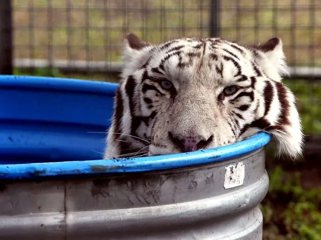 “Sunderan”, a 6-year-old Bengal tiger cools off in a tub during a workout, as the Ringling Bros. and Barnum & Bailey Circus is held at the American Airlines Arena in downtown Miami, Wednesday, January 15, 2014. (Photo by Walter Michot/Miami Herald/MCT via Getty Images) 