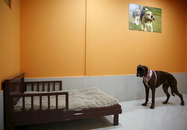 A dog is seen at a room in My Second Home, a newly opened luxury pet resort and spa, in Dubai, April 24, 2015. (Photo by Ahmed Jadallah/Reuters)