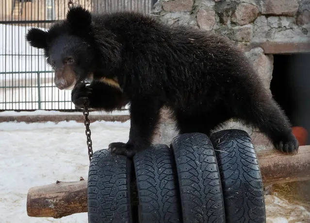 Yashin, a one-year-old Himalayan bear cub, plays inside an open-air cage as he wakes up after winter hibernation while his mother still sleeps at the Royev Ruchey Zoo in Krasnoyarsk, Russia March 5, 2019. (Photo by Ilya Naymushin/Reuters)