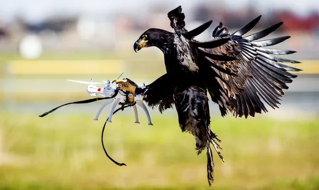 An eagle of the Guard from Above company, grasps a drone during a police exercise in Katwijk, Netherlands on March 7, 2016. The bird of prey can get drones from the air by catching them with his legs. (Photo by Koen van Weel/AFP Photo/ANP)