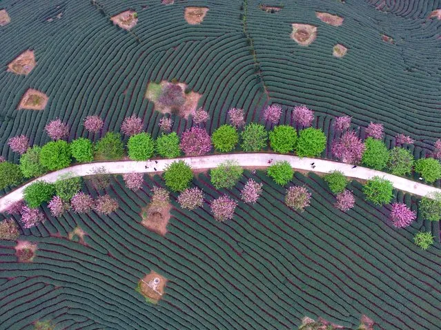 Visitors walk on a road under cherry blossoms surrounded by a tea garden in Yongfu Town of Zhangping City, southeast Chian's Fujian Province on March 15, 2016. (Photo by Jiang Kehong/Xinhua via ZUMA Wire)