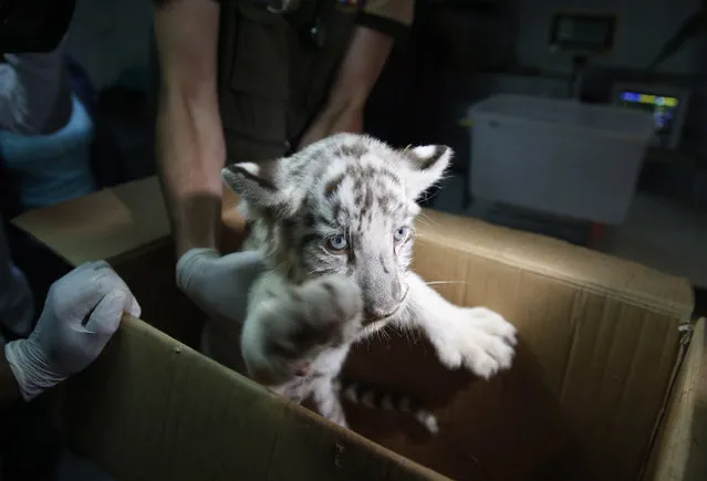 A white Bengal tiger cub born in captivity is moved in a box during a press presentation at Huachipa's private zoo in Lima, Peru, March 16, 2016. (Photo by Mariana Bazo/Reuters)