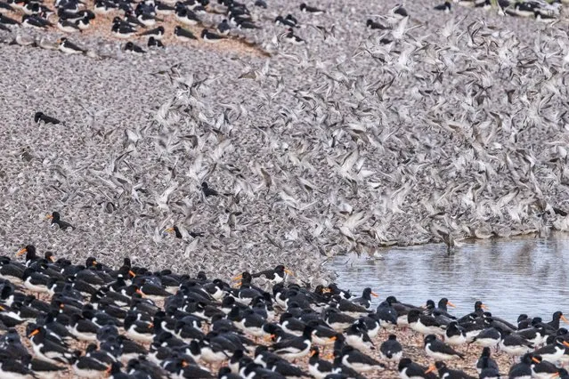 High tide in the Wash, a “globally significant” feeding ground for winter waders, forces thousands of knot, bar-tailed godwit and oystercatcher to roost on a lagoon at the RSPB Snettisham nature reserve in Norfolk in the first decade of February 2024. (Photo by Jack Hill/The Times)
