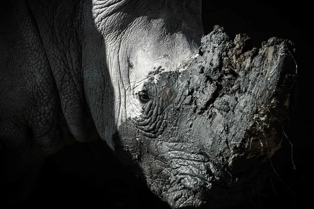 A picture shows a close-up of a rhinoceros in an enclosure at the Paris zoological park (Parc zoologique de Paris) in Paris on April 12, 2019. (Photo by Philippe Lopez/AFP Photo)