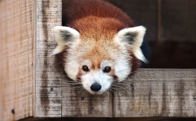 A red panda at Pennsylvania's Erie Zoo watches visitors from inside its enclosure on March 5, 2024. (Photo by Greg Wohlford/Erie Times-News via USA TODAY Network)