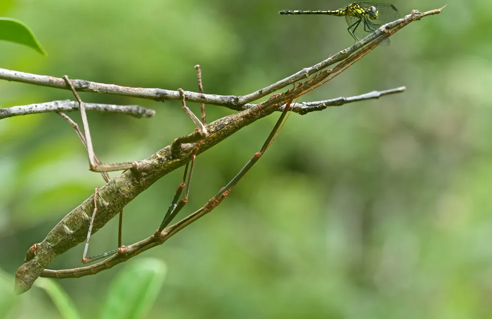 Camouflaged Insects