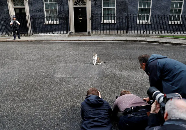 Media members photograph Larry the cat outside Downing Street in London, Britain on June 11, 2019. (Photo by Peter Nicholls/Reuters)