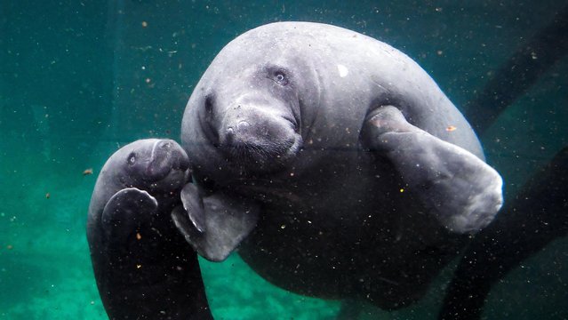 A West Indian manatee is born at Royal Burgers' Zoo in Arnhem, Netherlands on December 30, 2021. (Photo by Piroschka van de Wouw/Reuters)