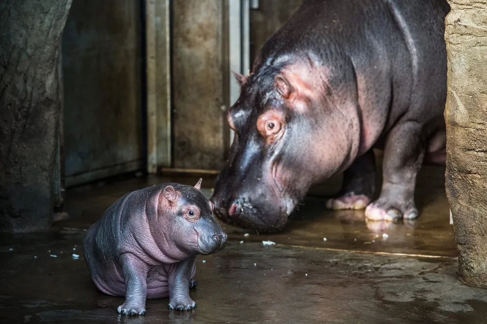 Celebrate Mother's Day with Cute Critters