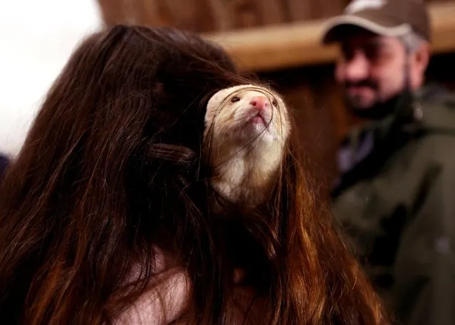 A ferret plays with its owner's hair ahead of the Ferret Racing Championship at the Craven Arms and Cruck Barn in Appletreewick, Britain, February 16, 2022. (Photo by Lee Smith/Reuters)