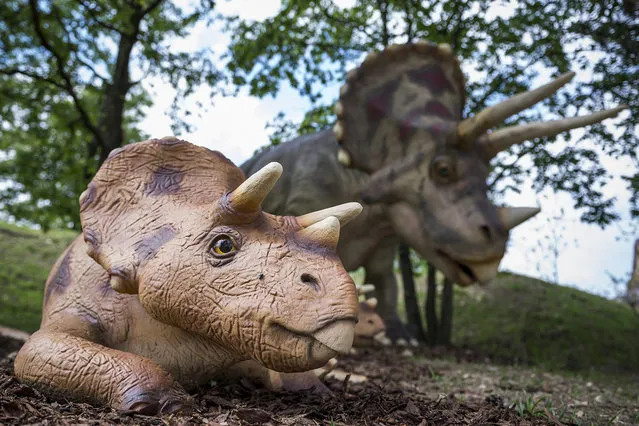Life-size models of two Triceratops are on display in a park of prehistoric animals following its opening on the premises of the Veszprem Zoo in Veszprem, 108 kms southwest of Budapest, Hungary, 18 May 2018. There are 30 models of various types of dinosaurs, among them a 23-metre long Diplodocus and a 4-metre high Tyrannosaurus rex, shown in the two-hectare park, home of the largest exhibition of prehitoric animals in Hungary. (Photo by Boglarka Bodnar/EPA)