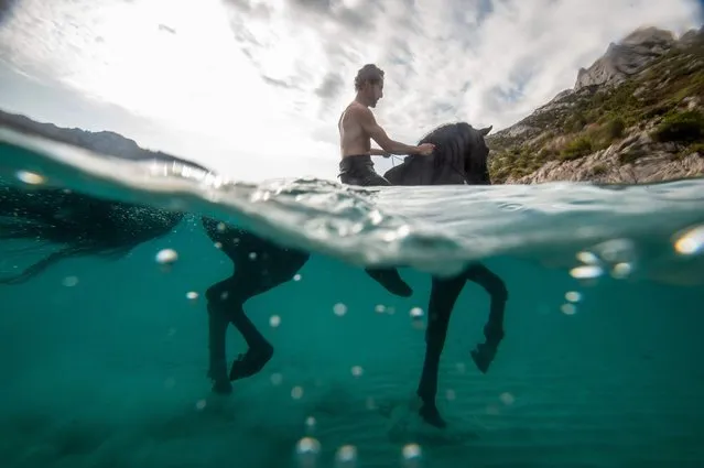 French artist Manolo trains his horse Indra to swim in the “Calanque of Sormiou” in Marseille on September 4, 2019. (Photo by Christophe Simon/AFP Photo)