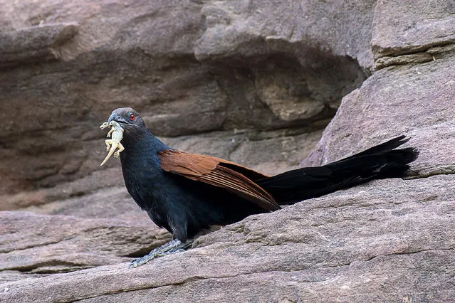An Indian Greater coucal (Crow Pheasant) – Centropus sinensis – stands on a rockface with a lizard in its mouth at Mandore in Jodhpur on May 11, 2017. (Photo by AFP Photo/Stringer)