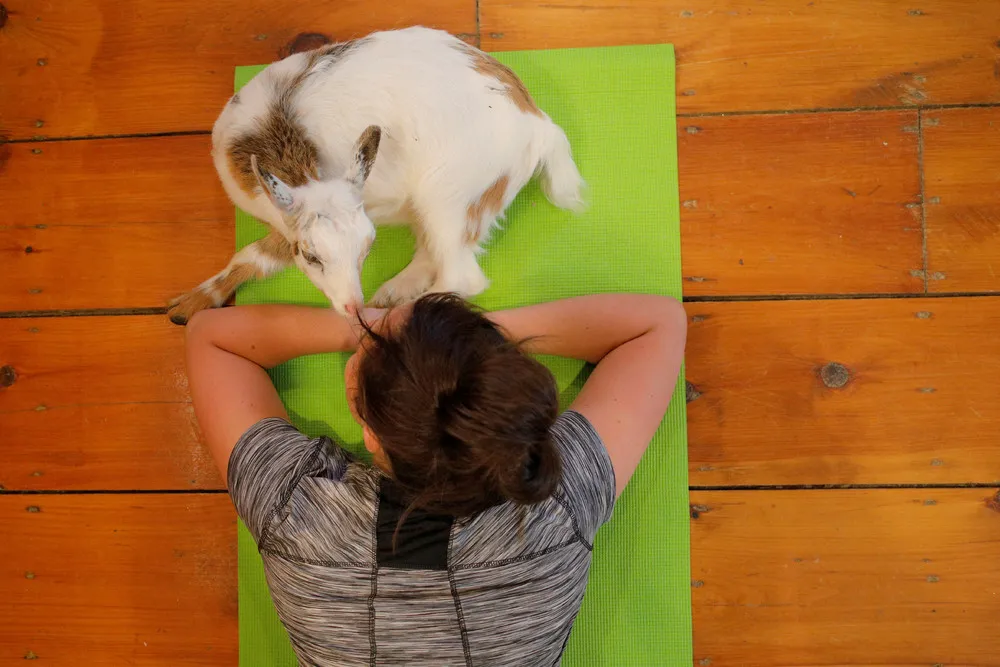 Yoga with Goats