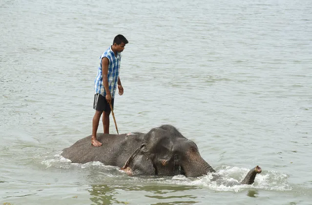 A mahout rides his elephant in a lake at Pobitora Wildlife Sanctuary on a hot summer day in the Morigaon district, in northeastern Assam State, India May 15, 2017. (Photo by Anuwar Hazarika/Reuters)