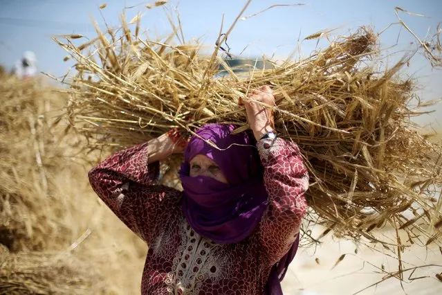 A Palestinian woman collects barley during harvest on a farm in Khan Younis in the southern Gaza Strip April 25, 2016. (Photo by Ibraheem Abu Mustafa/Reuters)