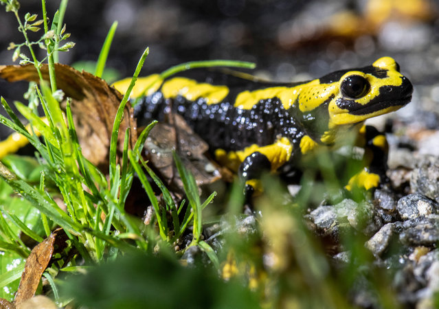 A fire salamander crawls along a forest path in pouring rain in Oppenau, Baden-Württemberg, southwest Germany on October 1, 2019. The animals are often found on the road at night, making them vulnerable to traffic. (Photo by Boris Roessler/dpa)