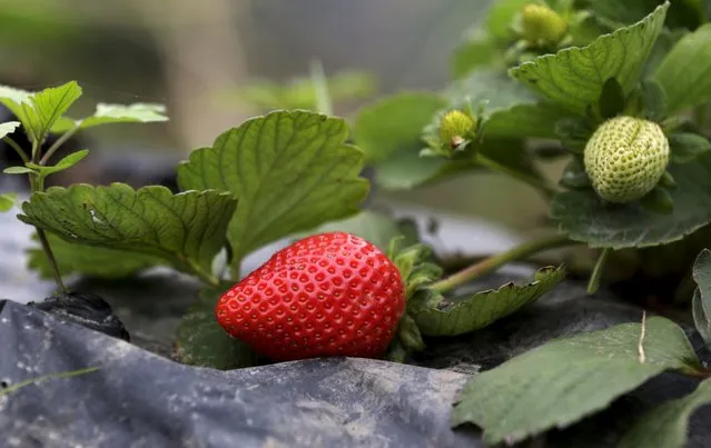 Strawberries grow at a farm in Huacho on the outskirts of Lima, Peru, August 5, 2015. (Photo by Mariana Bazo/Reuters)
