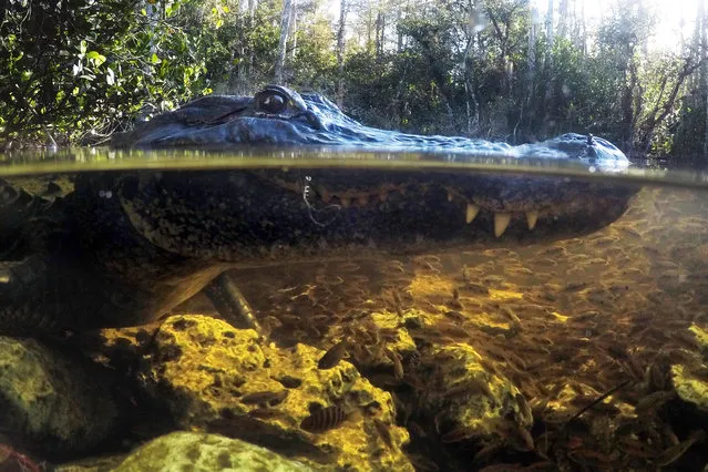 An alligator ignores the small fish swimming nearby as it awaits its next opportunity for a meal in the Big Cypress National Preserve in Florida on October 30, 2019. A fishing line dangles from the reptile's mouth. (Photo by Robert F. Bukaty/AP Photo)