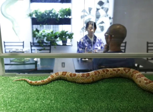 A snake is seen at the Tokyo Snake Center, a snake cafe, in Tokyo's Harajuku shopping district  August 14, 2015. (Photo by Toru Hanai/Reuters)