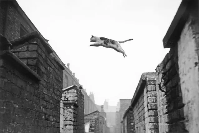 Cat Jumping, Salford, UK, 1957. (Photo by Neil Libbert/The Guardian)