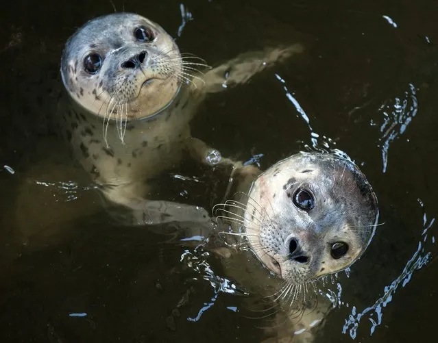 A picture made available on 23 July 2016 shows young seal pups waiting for their meals during their feeding time at the Seehundstation, seal sanctuary and research station that also serves as a nursery for sea mammals, in Norddeich, Germany, 21 July 2016. The seal pups that have matured are to be released into the sea near the East Frisian Islands in the next coming weeks. (Photo by Ingo Wagner/EPA)