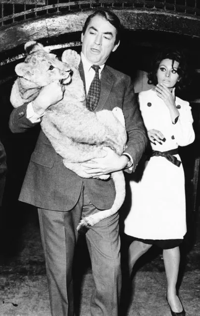 Acting as if its a routine affair, actor Gregory Peck carries an eight-month-old lion club at the London Zoo  August 31, 1965, but co-star Sophia Loren shows her doubts about this extra-curricular role. They are in London shooting a film, “Arabesque”. (Photo by AP Photo)