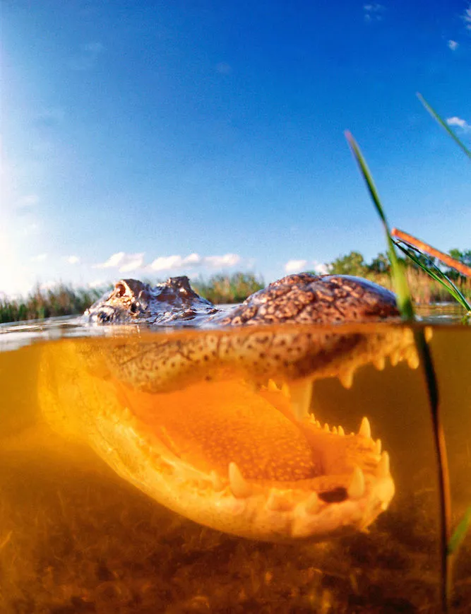 The Taser Photoshoot Original