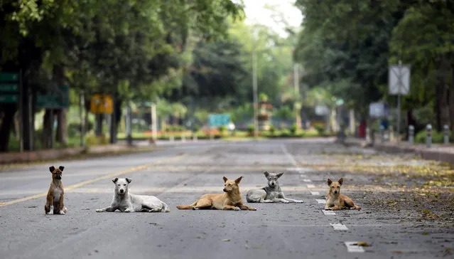 Dogs rest on a deserted Man Singh road during the lockdown to curb the spread of coronavirus, on April 19, 2020 in New Delhi, India. (Photo by Arvind Yadav/Hindustan Times via Getty Images)