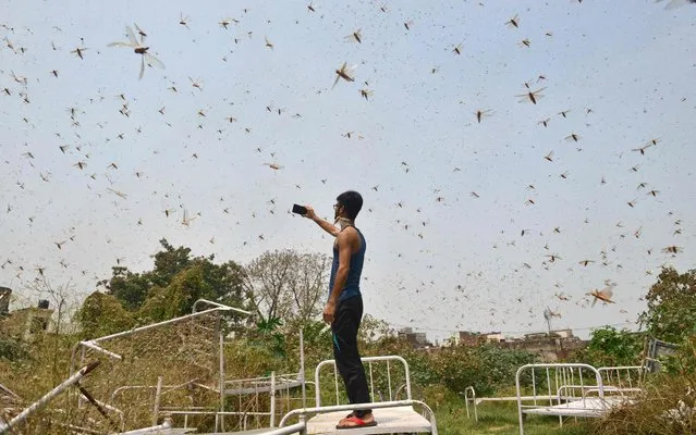 A man takes pictures of swarms of locusts in the residential areas of Allahabad on June 11, 2020. (Photo by Sanjay Kanojia/AFP Photo)