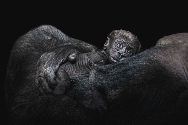 A four-week old western lowland gorilla at Blijdorp Zoo in Rotterdam, the Netherlands in the second decade of March 2025. The critically endangered central Africa species is known for its strong family bonds. (Photo by Barbara Kempenee/Media Drum Images)