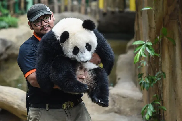 A keeper carries one-year-old female giant panda cub Nuan Nuan inside her enclosure during joint birthday celebrations for the panda and its ten-year-old mother Liang Liang at the National Zoo in Kuala Lumpur on August 23, 2016. (Photo by Mohd Rasfan/AFP Photo)