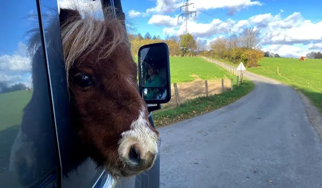 Shetland pony Pumuckel looks out of a car window at a farm in Breckerfeld, Germany on November 2, 2022. Due to a congenital short stature, the Shetland pony has a shoulder height of about 50 centimetres and owner Carola Weidemann plans to register pony Pumuckel next year as smallest pony in the world for the Guinness Book of Records. (Photo by Stephane Nitschke/Reuters)