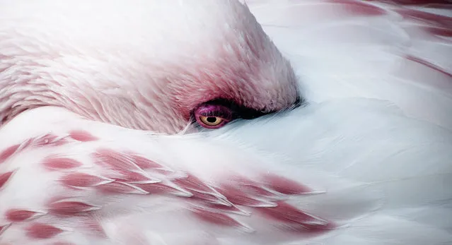 “Melancholy Flamingo”. A resting flamingo with a melancholy expression. Photo location: Florida. (Photo and caption by John Trent/National Geographic Photo Contest)