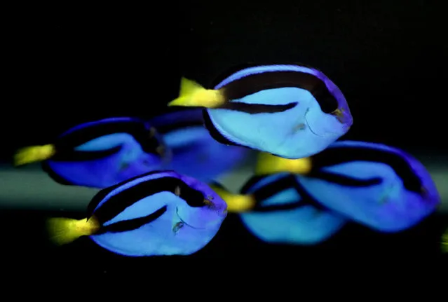 Pacific Blue Tang are shown in a tank at the University of Florida's Tropical Aquaculture Lab in Ruskin, Fla. (Photo by Chris O'Meara/AP Photo)