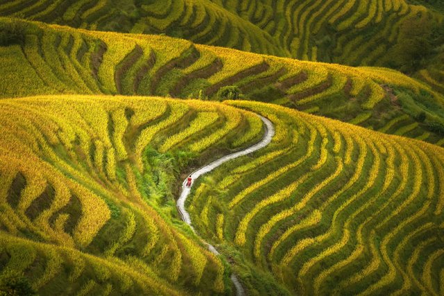 The long and winding road home after a day working on the Longji Rice Terraces in southern China in the second decade of April 2025. (Photo by David Lazar/Animal News Agency)