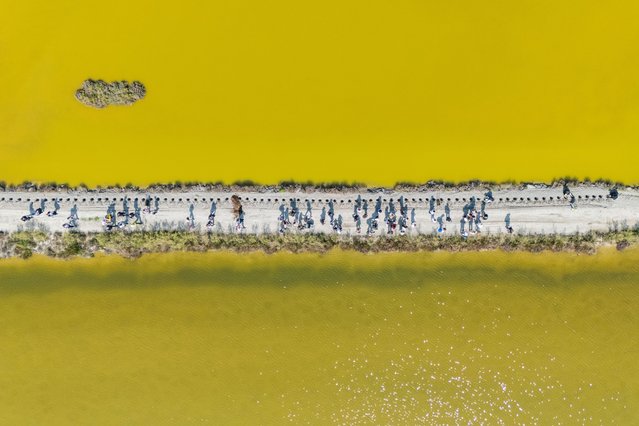 Citizens participate in reforestation day in Lio piccolo on April 05, 2025 in Venice, Italy. The island of Lio Piccolo in the northern lagoon of Venice is being replanted with 16,000 new trees that will protect the salt marsh ecosystem that is fundamental to the natural health of Venice and the lagoon by WOWnature project, an Etifor initiative. (Photo by Simone Padovani/Getty Images)