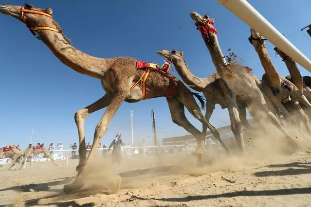 Camels race during the Liwa 2018 Moreeb Dune Festival on January 1, 2018, in the Liwa desert, some 250 kilometres west of the Gulf emirate of Abu Dhabi. (Photo by Karim Sahib/AFP Photo)