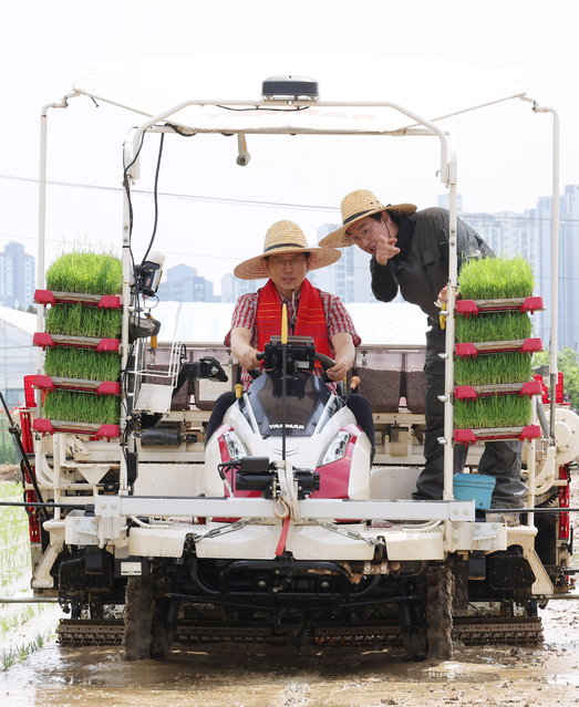 Kim Moon-soo, the presidential candidate of the conservative People Power Party, operates a machine to plant rice seedlings during a campaign stop in Goyang, northwest of Seoul, South Korea, 21 May 2025, ahead of the 03 June presidential election. (Photo by Yonhap/EPA)