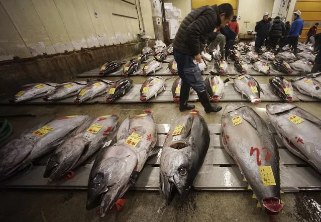 A prospective buyer inspects the quality of a fresh tuna before the first auction of the year at Tsukiji fish market in Tokyo Friday, January 5, 2018. (Photo by Eugene Hoshiko/AP Photo)