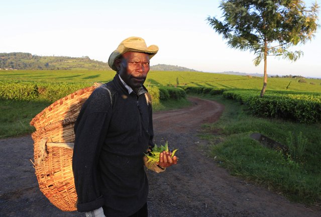 A man walks early morning to start his day picking tea leaves at a plantation in Nandi Hills, in Kenya's highlands west of capital Nairobi, November 5, 2014. (Photo by Noor Khamis/Reuters)