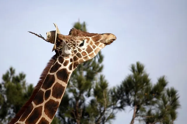 Modesto the giraffe wears a hat at the zoo in Ciudad Juarez November 17, 2014. Modesto is the mascot of the city and looking for a mate, according to the zoo administration. (Photo by Jose Luis Gonzalez/Reuters)