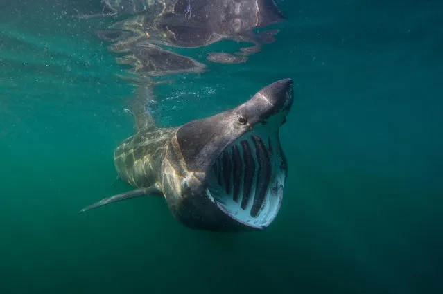 A snap was taken of this basking shark off the coast of the Isle of Coll, Scotland. (Photo by Grant Henderson/Alamy Stock Photo)