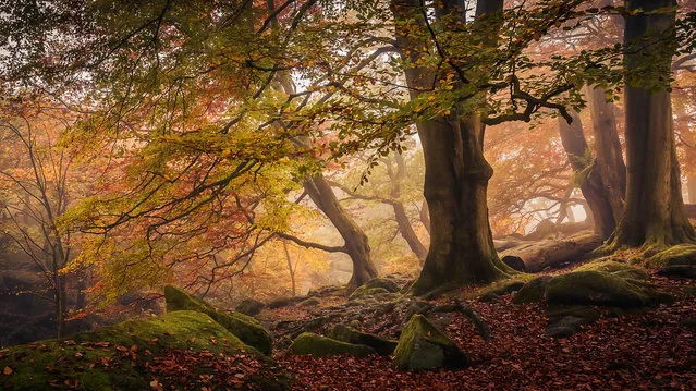 Winner, Trees, Woods and Forests category. Padley Gorge, Peak District national park, Derbyshire, England. (Photo by Dave Fieldhouse/The Guardian)