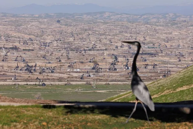 A Great Blue Heron stands near the Kern River oil fields, in Bakersfield, California, U.S., January 24, 2023. (Photo by Mike Blake/Reuters)