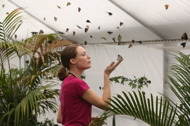 A woman holds a butterfly in the “Sensational Butterflies” exhibition at the Natural History Museum on March 25, 2013 in London, England. The live, tropical butterfly house will be stationed on the Natural History Museum's east lawn from March 29, 2013 until September 15, 2013. (Photo by Oli Scarff)